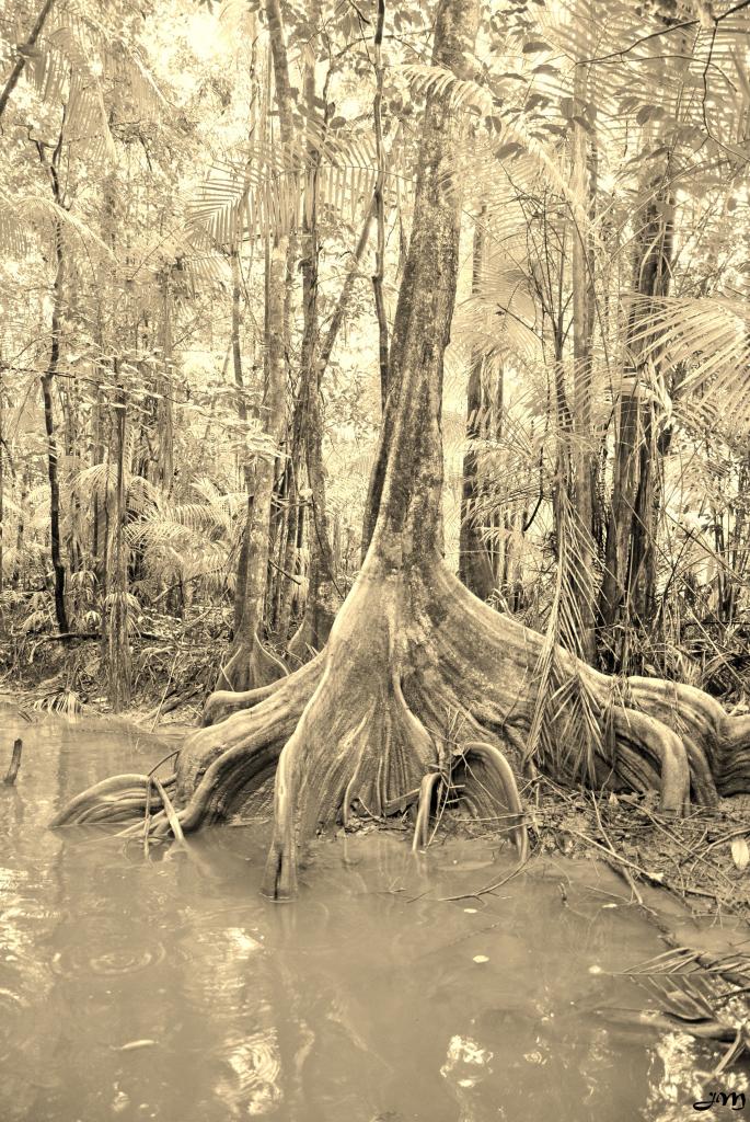 Les arbres des Guyanes