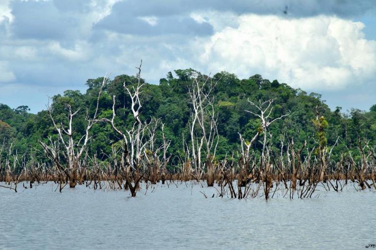 La forêt inondée de petit saut