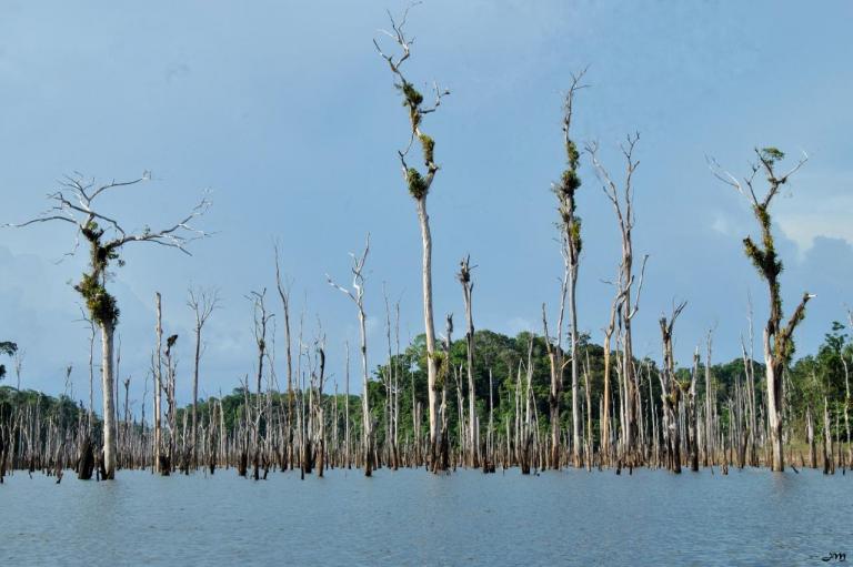 La fôret de bois mort au petit matin