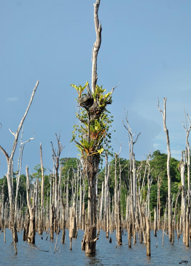 Les arbres mort et leurs épiphytes