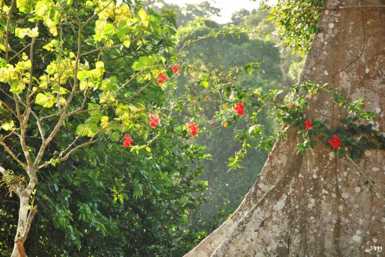 Hibiscus dans la lumière d'Angoulème