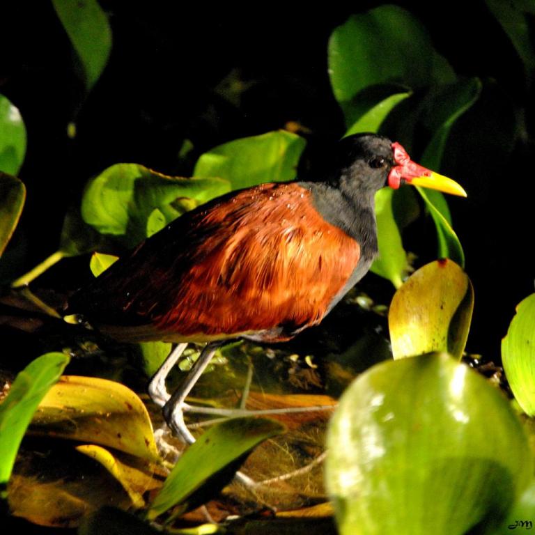 Jacana noir