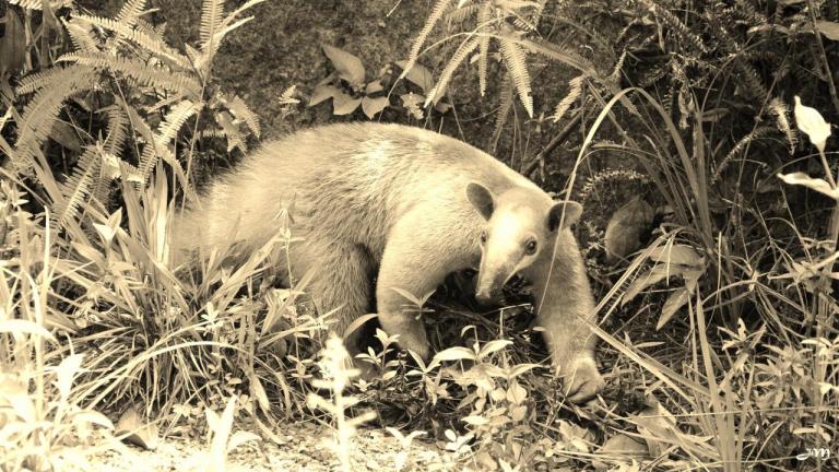 Tamandua