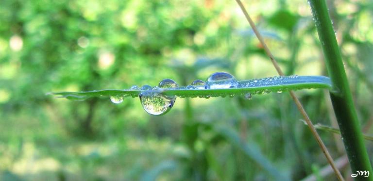 Balade matinale dans le jardin