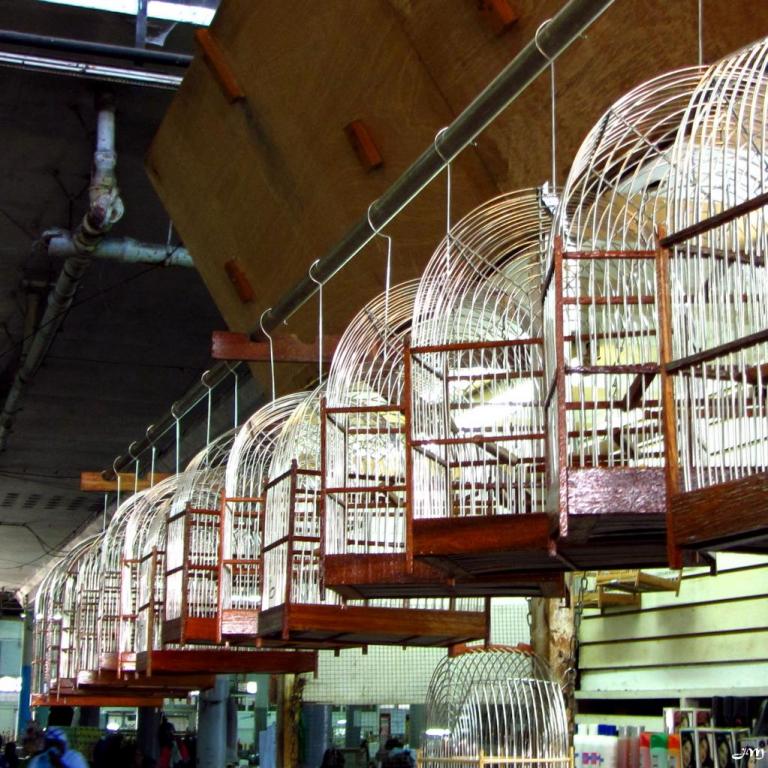 Marché couvert, cages à pikolet