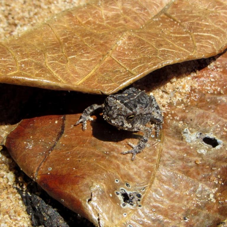 Crapaud feuille