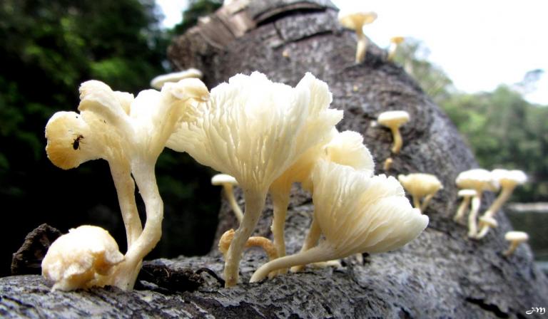 Les champignons de Guyane 2