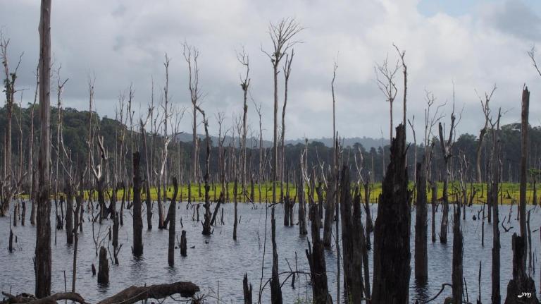 Forêt inondée entre les ilôts