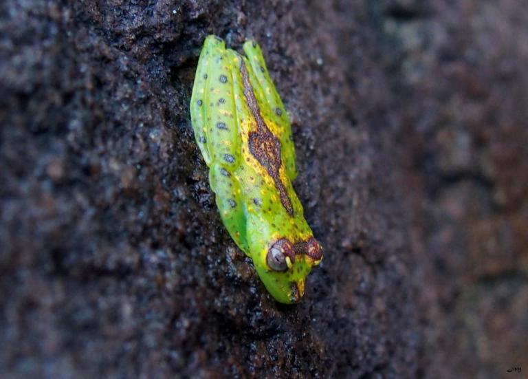 Funky Frog  (Hypsiboas ornatissimus)