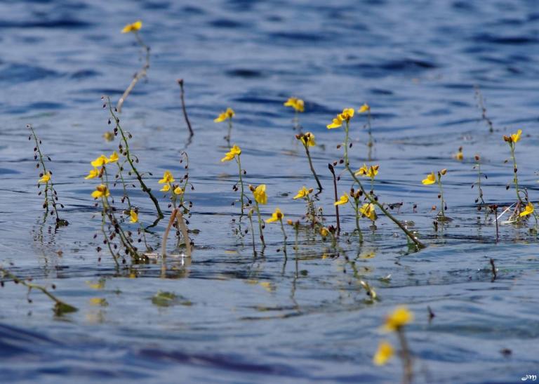 Algues en fleurs