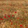 Blé & Coquelicots