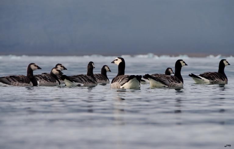 Jökulsarlon buddies