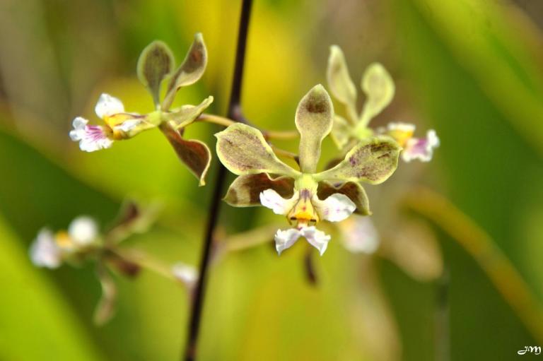 Orchidée sur le Talwakem